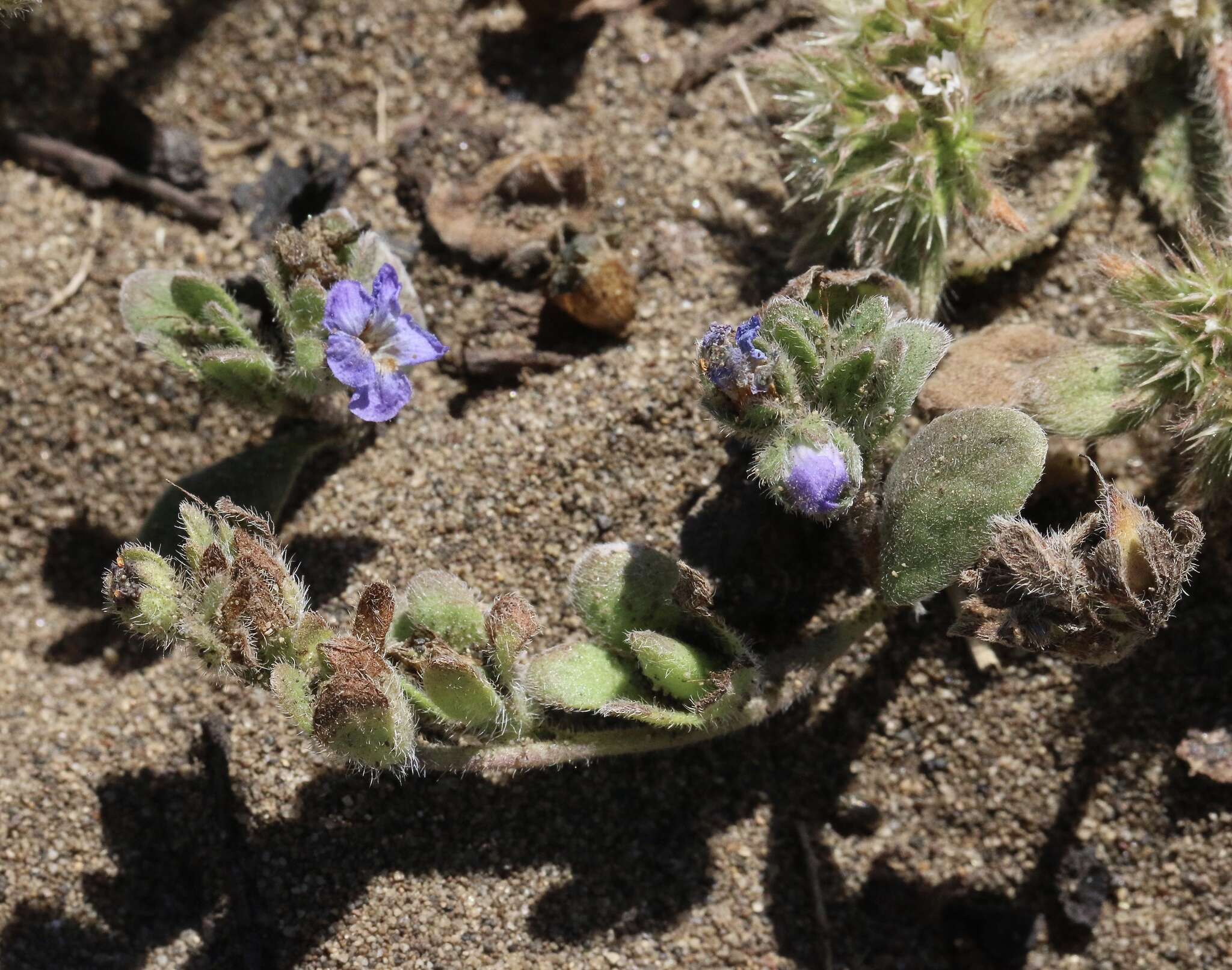 Image of North Coast phacelia