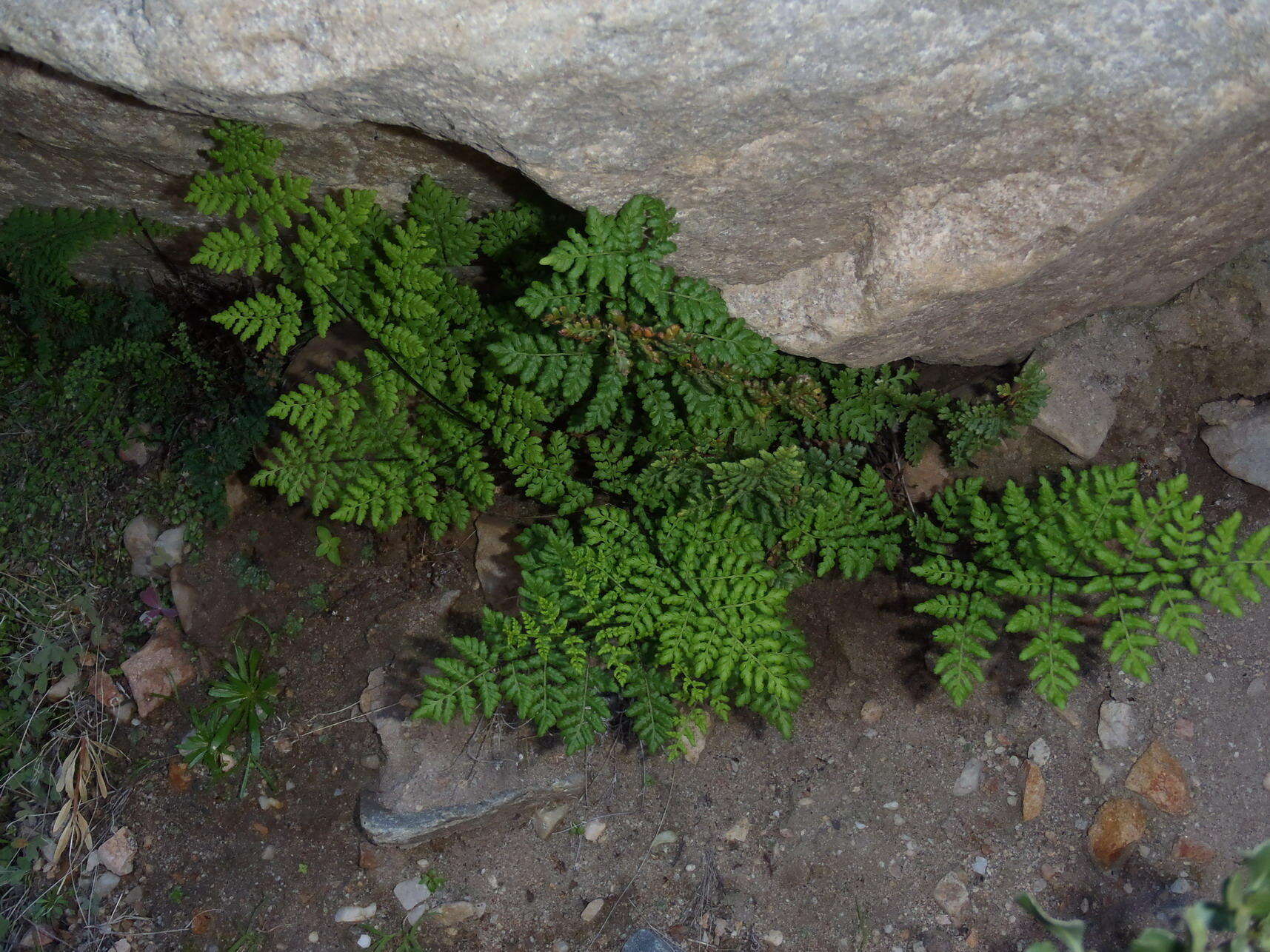 Image of Cheilanthes multifida subsp. multifida