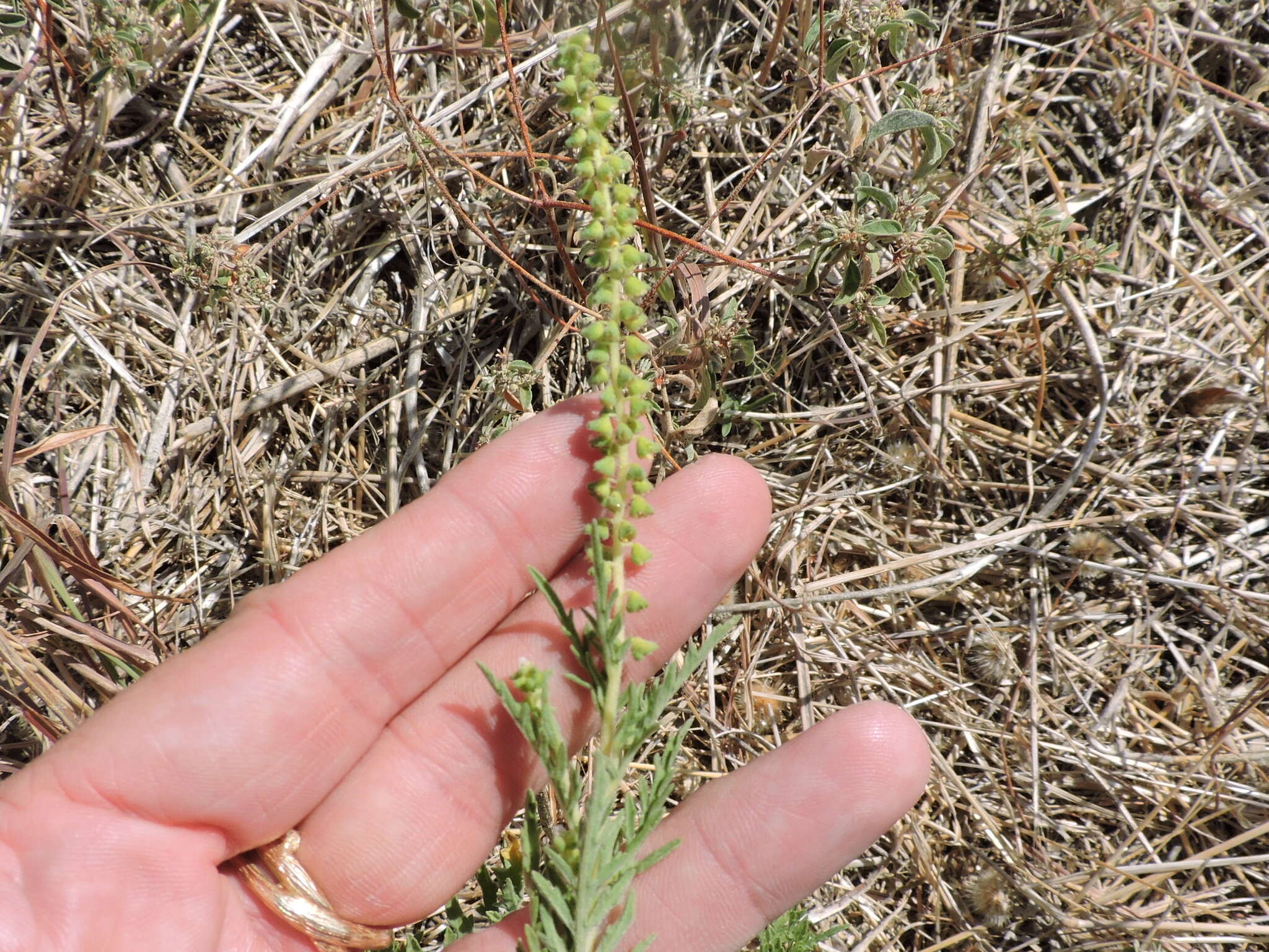 Image of Cuman ragweed