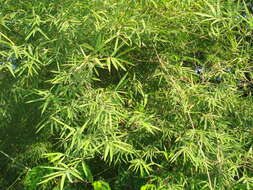 Image of male bamboo