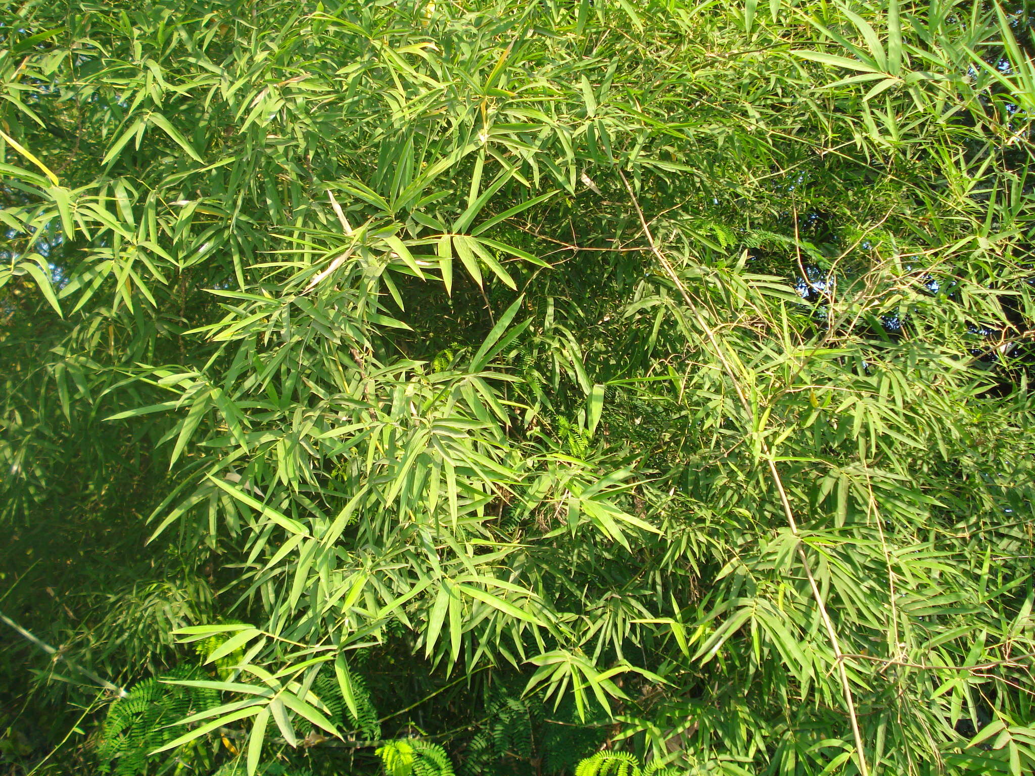 Image of male bamboo