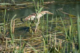 Image of Common Little Bittern