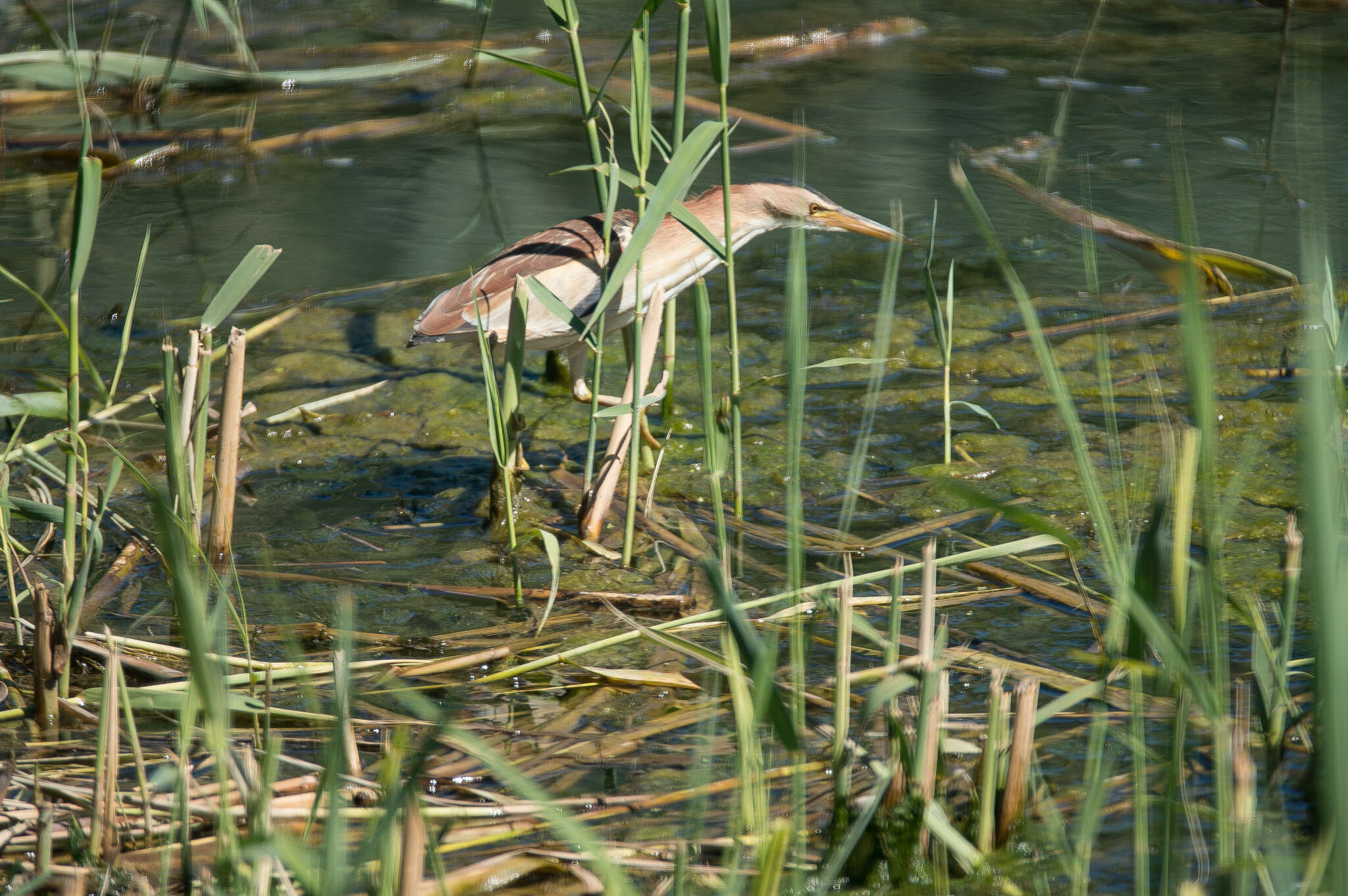 Image of Common Little Bittern