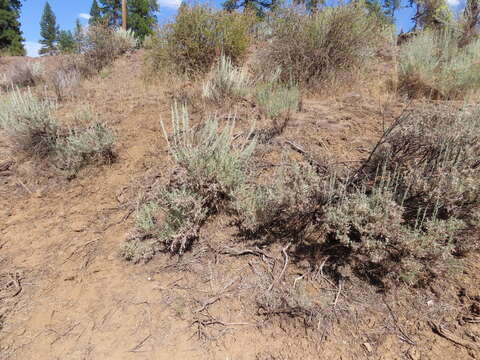 Image of mountain big sagebrush