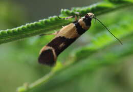 Image of Macrobathra chrysotoxa Meyrick 1886