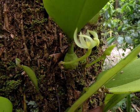 Image of Pandanus solms-laubachii F. Muell.