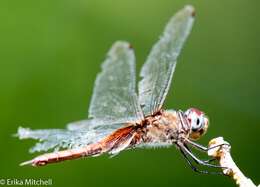 Tramea abdominalis (Rambur 1842) resmi