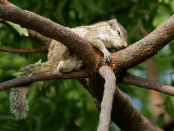 Image of Indian palm squirrel