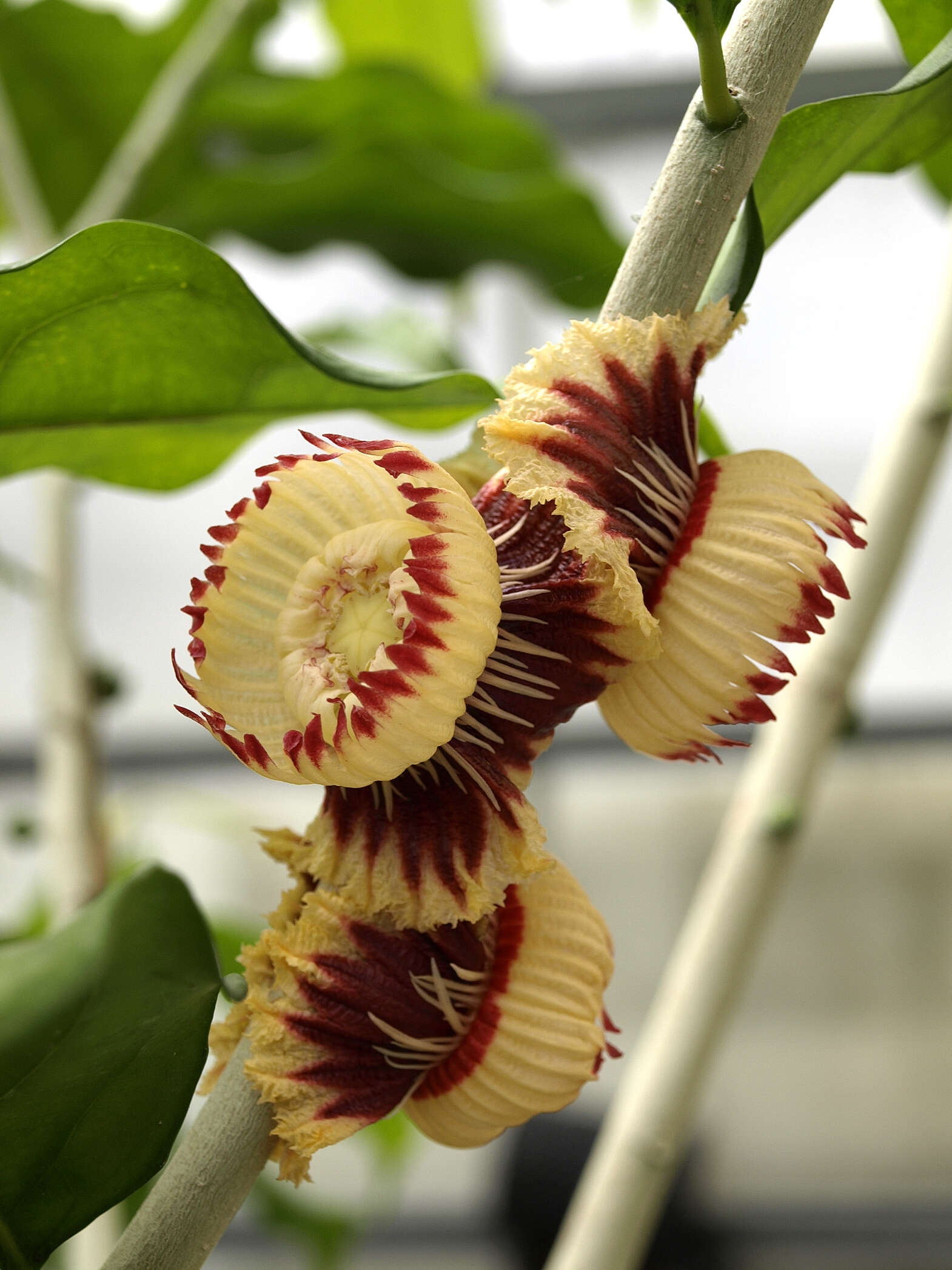 صورة Napoleonaea imperialis P. Beauv.