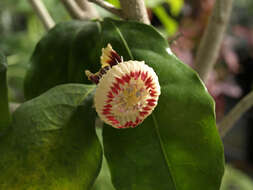 Napoleonaea imperialis P. Beauv.的圖片