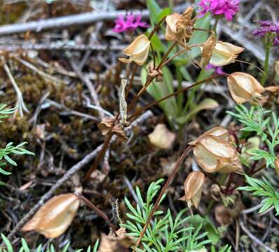 Слика од Erythranthe microphylla (Benth.) G. L. Nesom