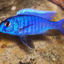 صورة Sciaenochromis