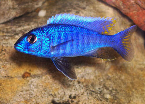 صورة Sciaenochromis