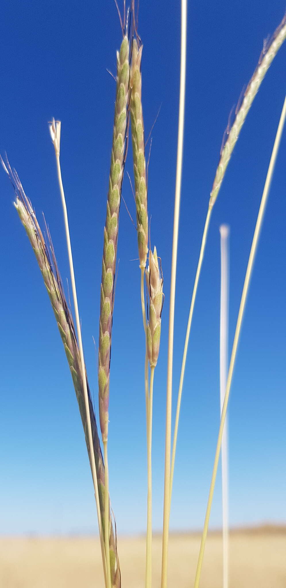 Image of Dichanthium queenslandicum B. K. Simon