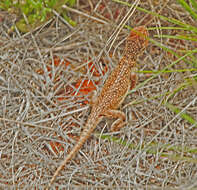 Image of Central Netted Dragon