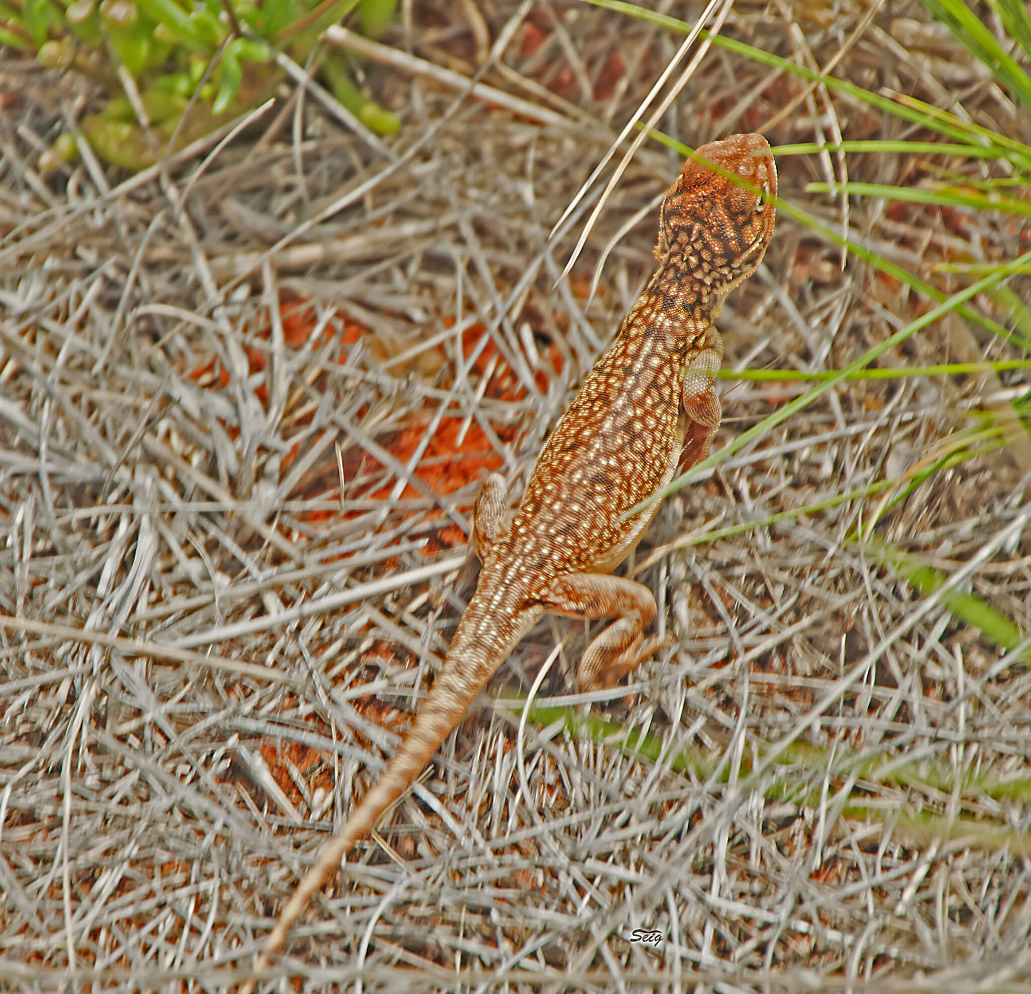 Image of Central Netted Dragon