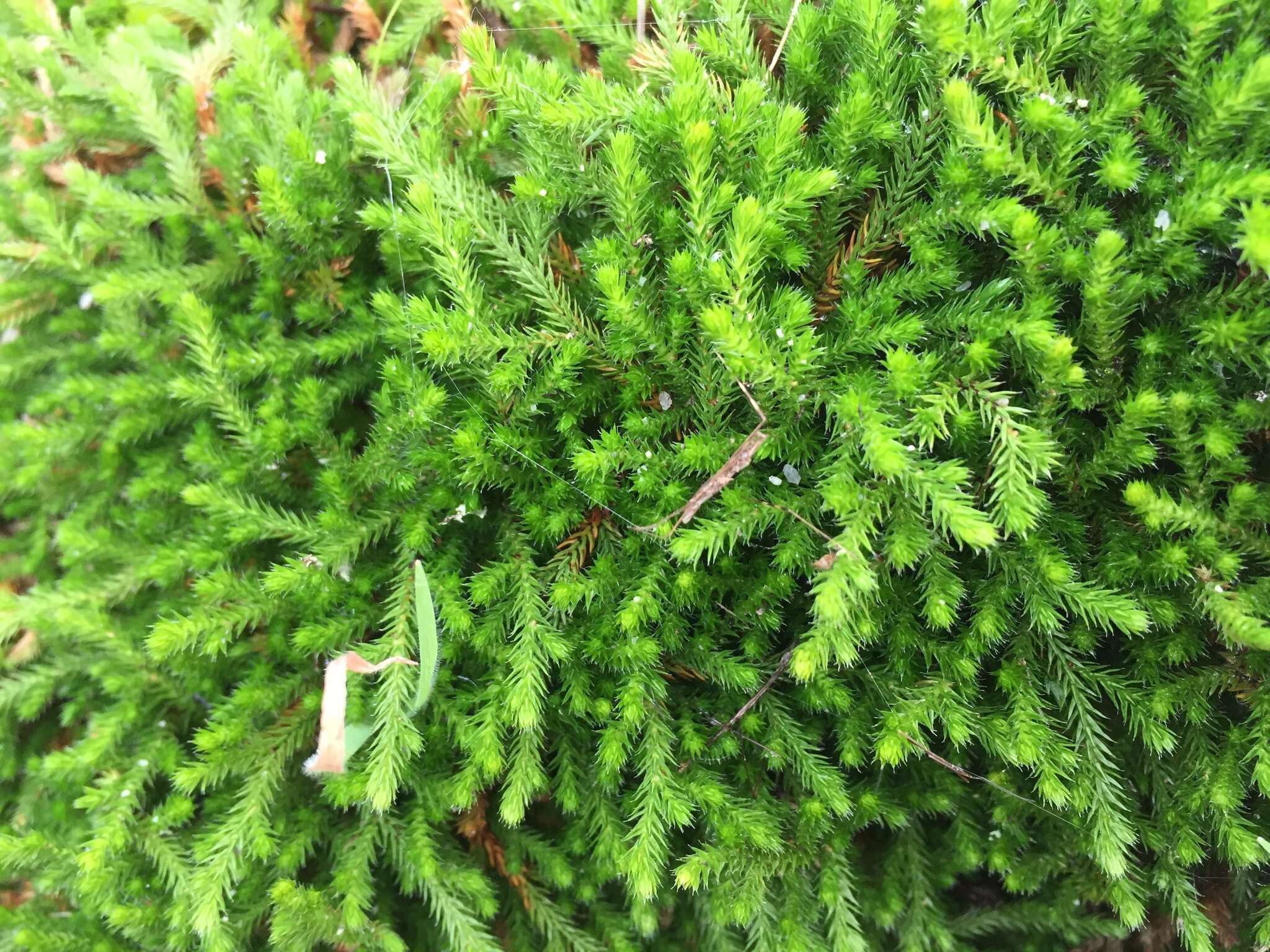 Image of Wallace's spikemoss