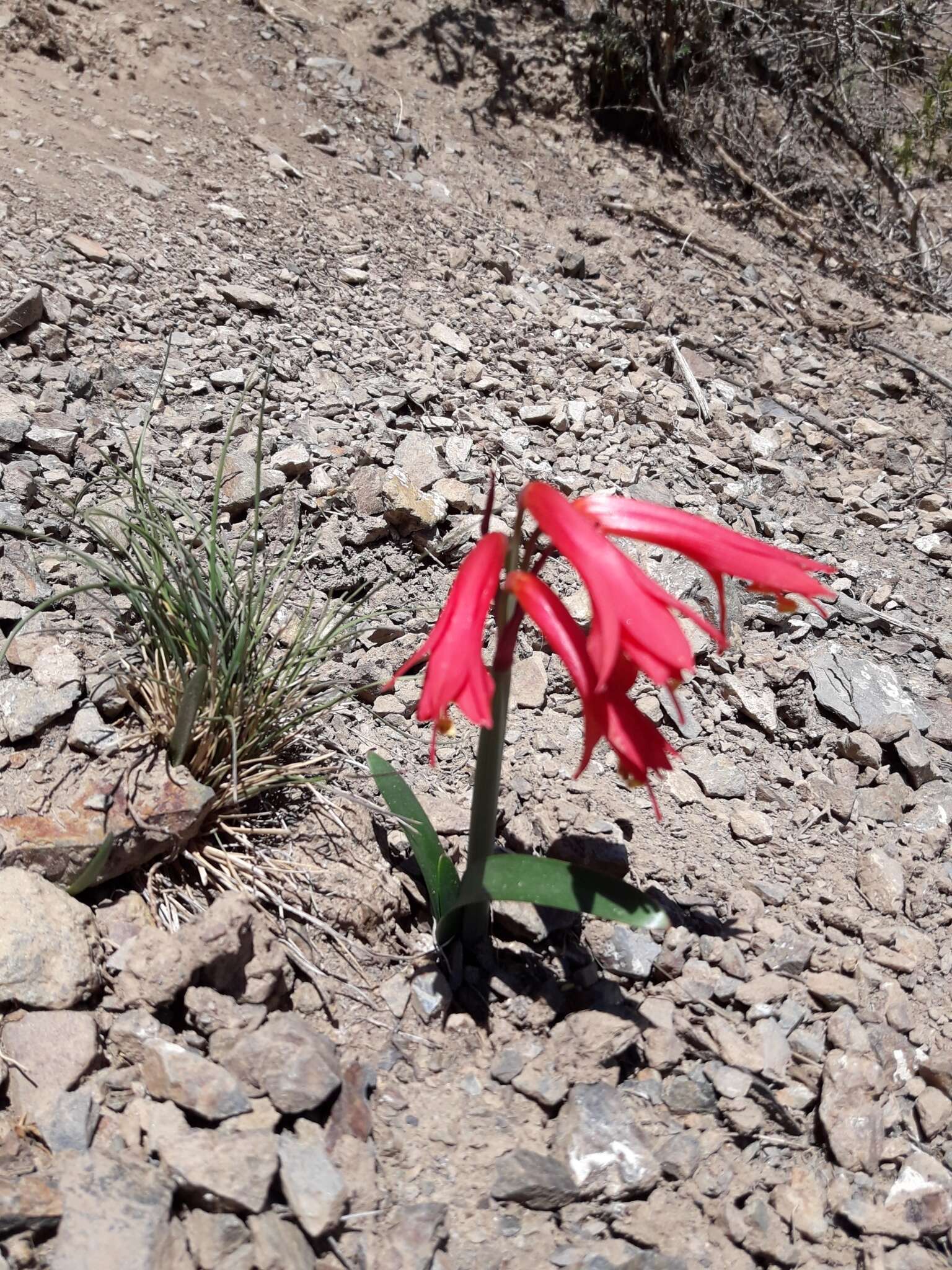 Image of Habranthus gracilifolius Herb.