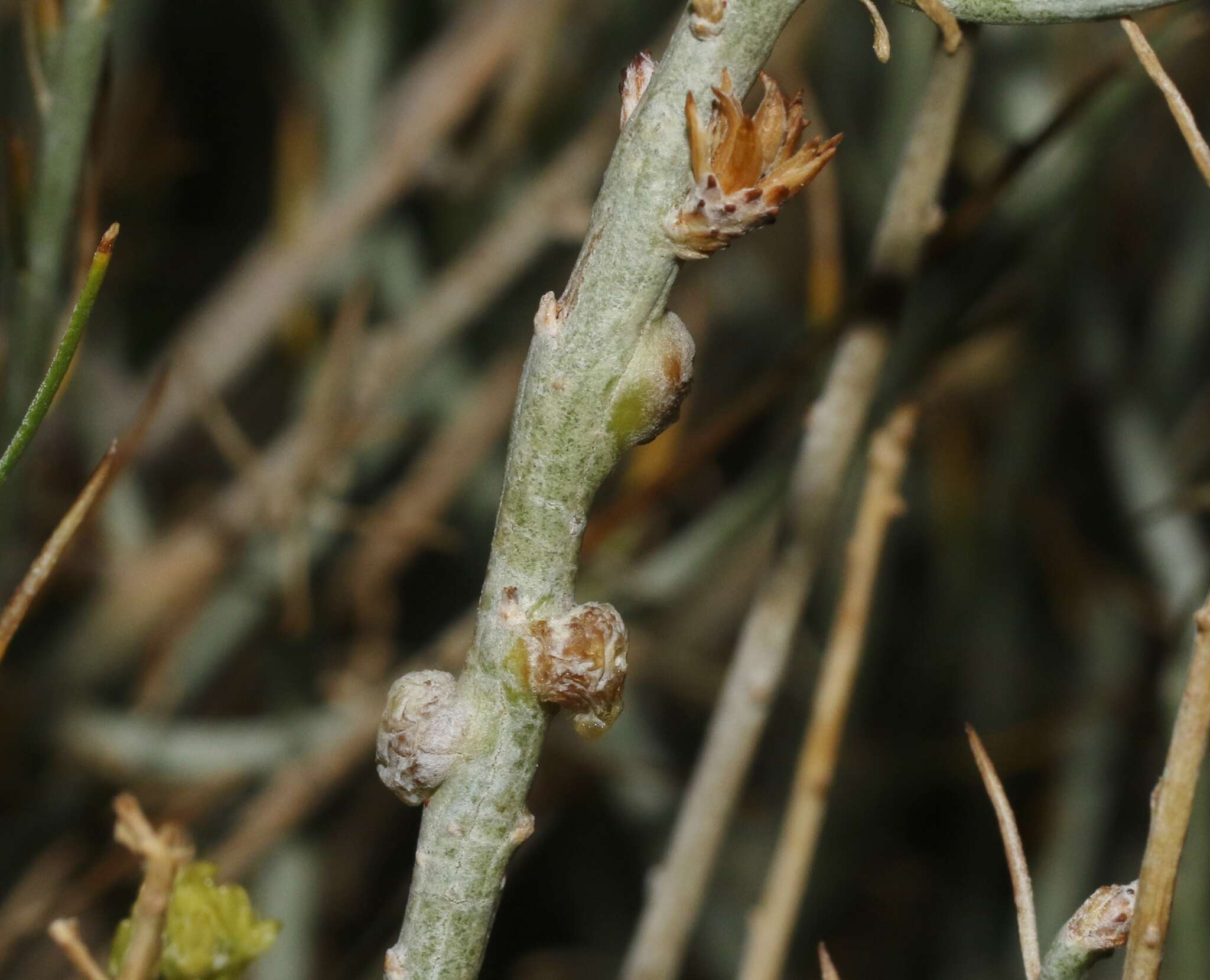 Plancia ëd Rhopalomyia ericameriae Felt 1916