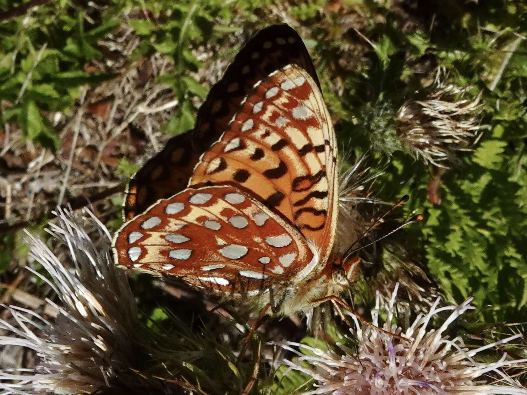 Image of Oregon silverspot butterfly