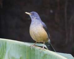 Image of Olive Thrush