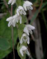 Image of Dwarf rattlesnake plantain (America)