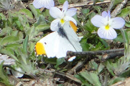 Image of Falcate Orangetip