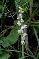 Image of Dwarf rattlesnake plantain (America)