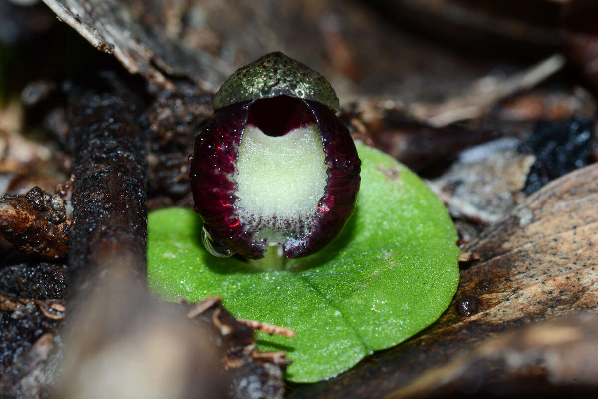 Image of Slaty helmet orchid