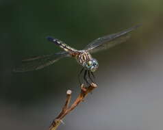 Image of Blue Dasher