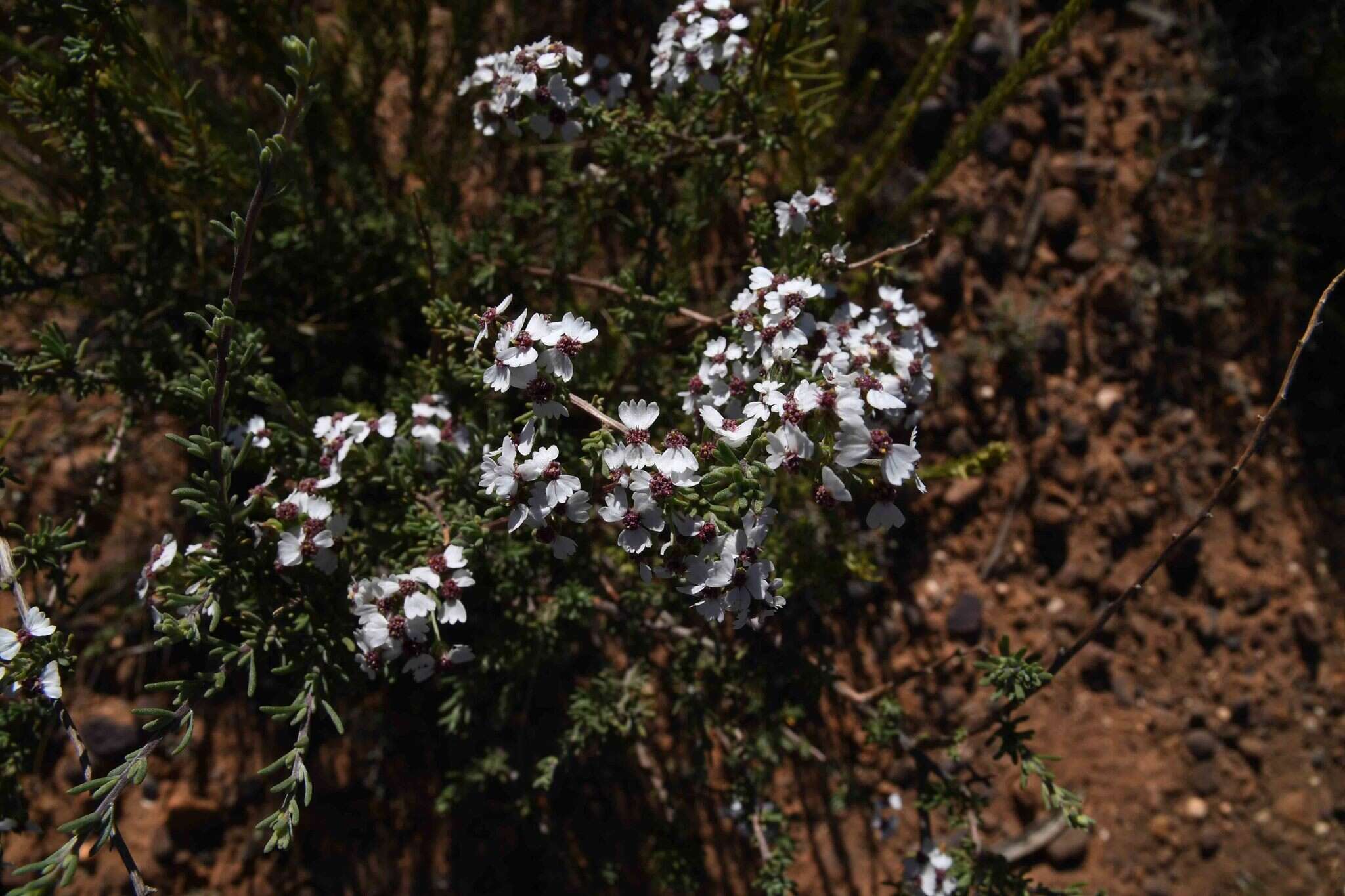 Image of Eriocephalus africanus var. paniculatus (Cass.) M. A. N. Müll.