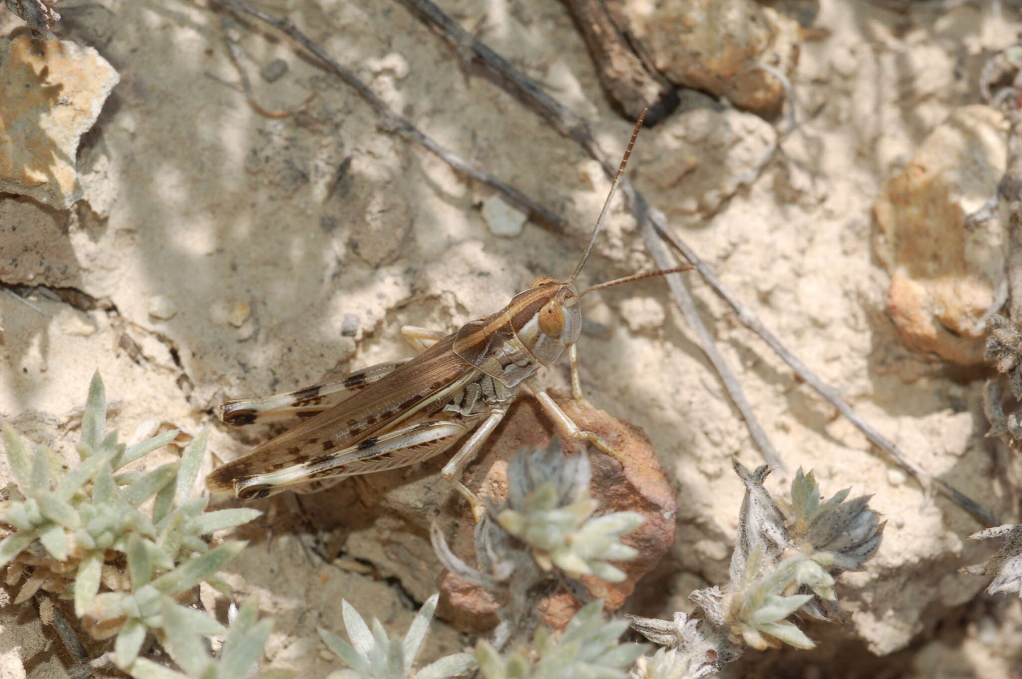 Ramburiella (Palaeocesa) turcomana (Fischer von Waldheim 1833) resmi