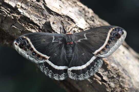 Image of Eupackardia Cockerell 1912