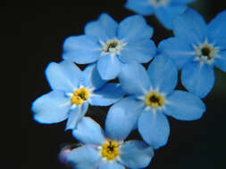 Image de Myosotis latifolia Poir.