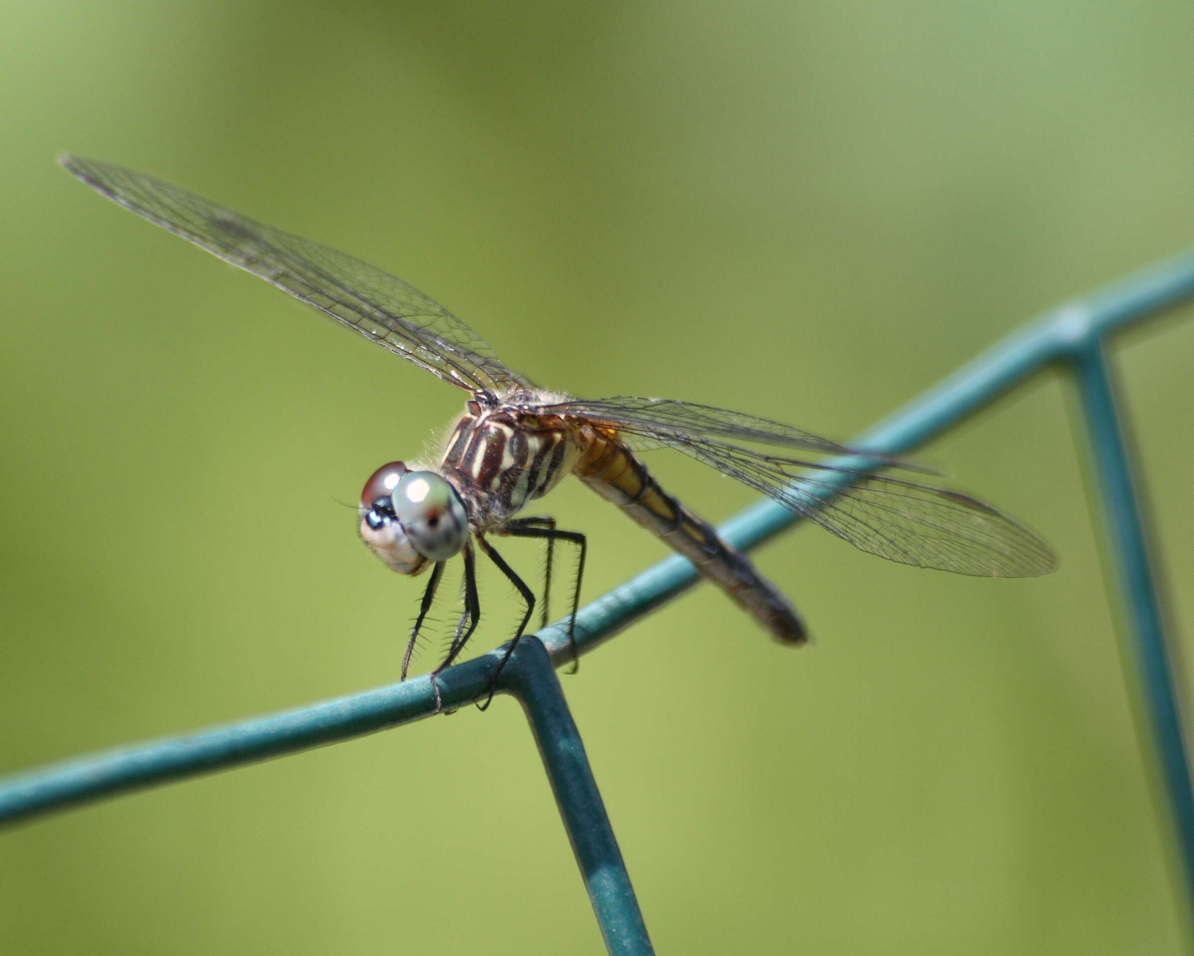 Image of Blue Dasher