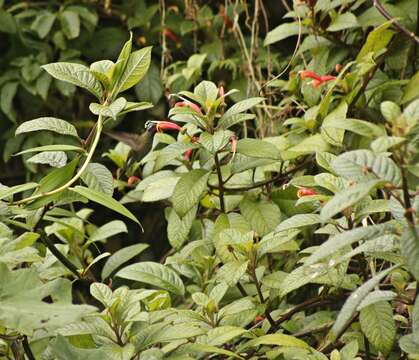 Image of Amethyst-throated Hummingbird