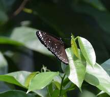 Euploea crameri Lucas 1853的图像