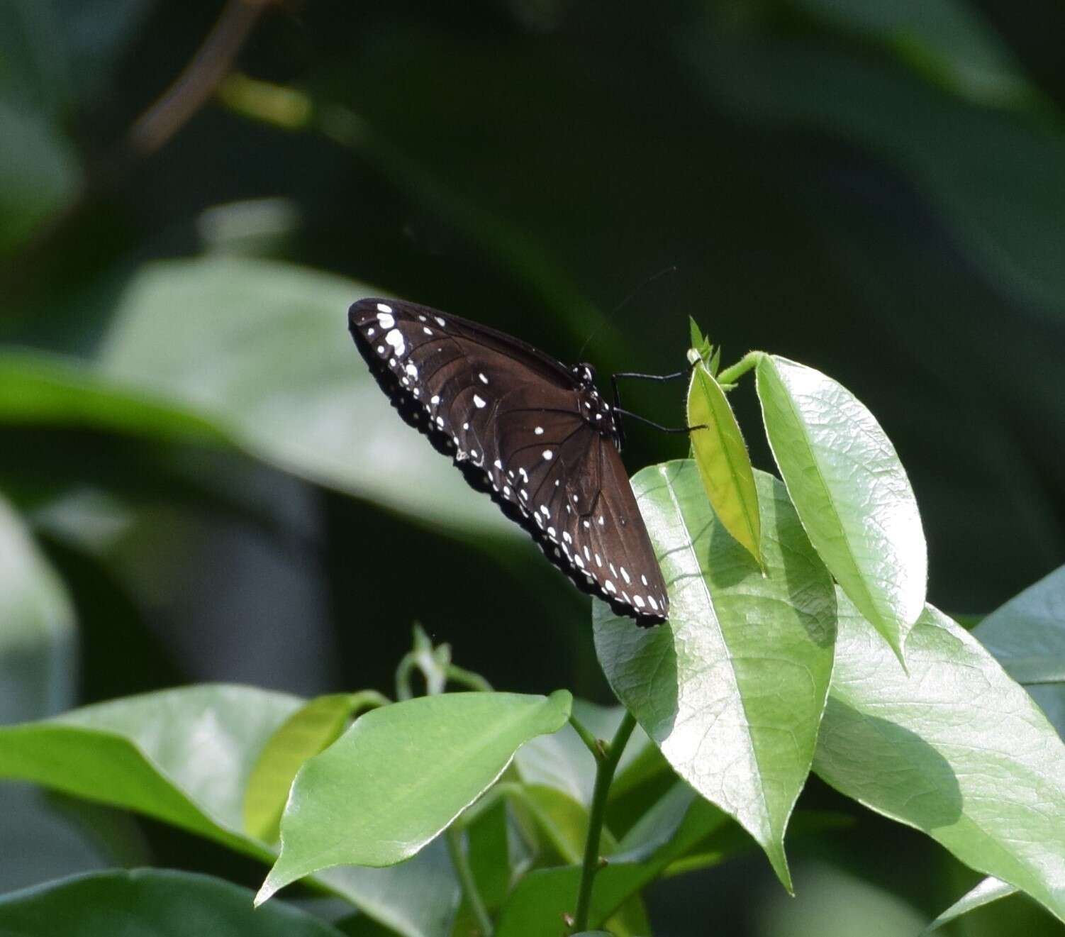 Euploea crameri Lucas 1853的图像