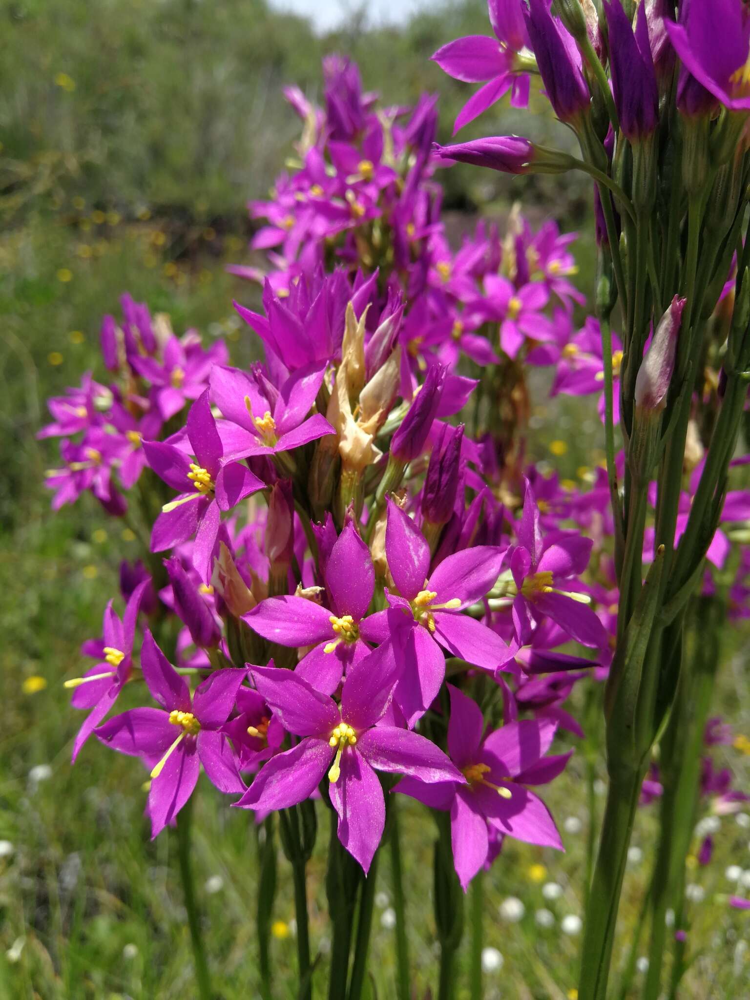 Image of Chironia krebsii Griseb.