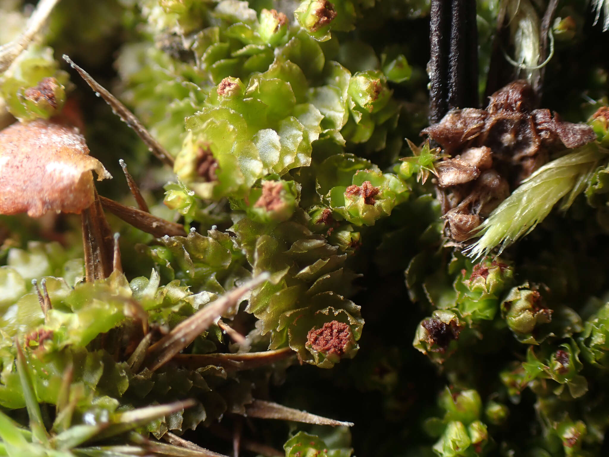 Image of Barbilophozia hatcheri (A. Evans) Loeske