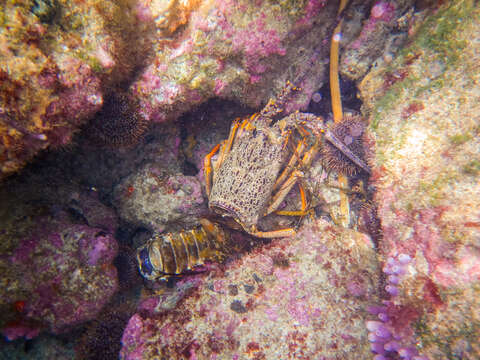 Image of Red Rock Lobster