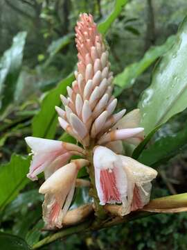 Image of Alpinia pricei Hayata