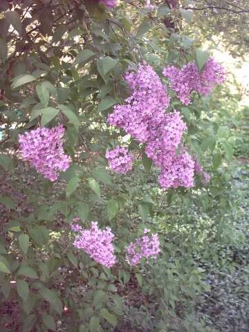 Image de Syringa persica L.