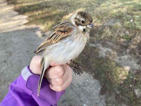 Image of Emberiza schoeniclus stresemanni Steinbacher 1930