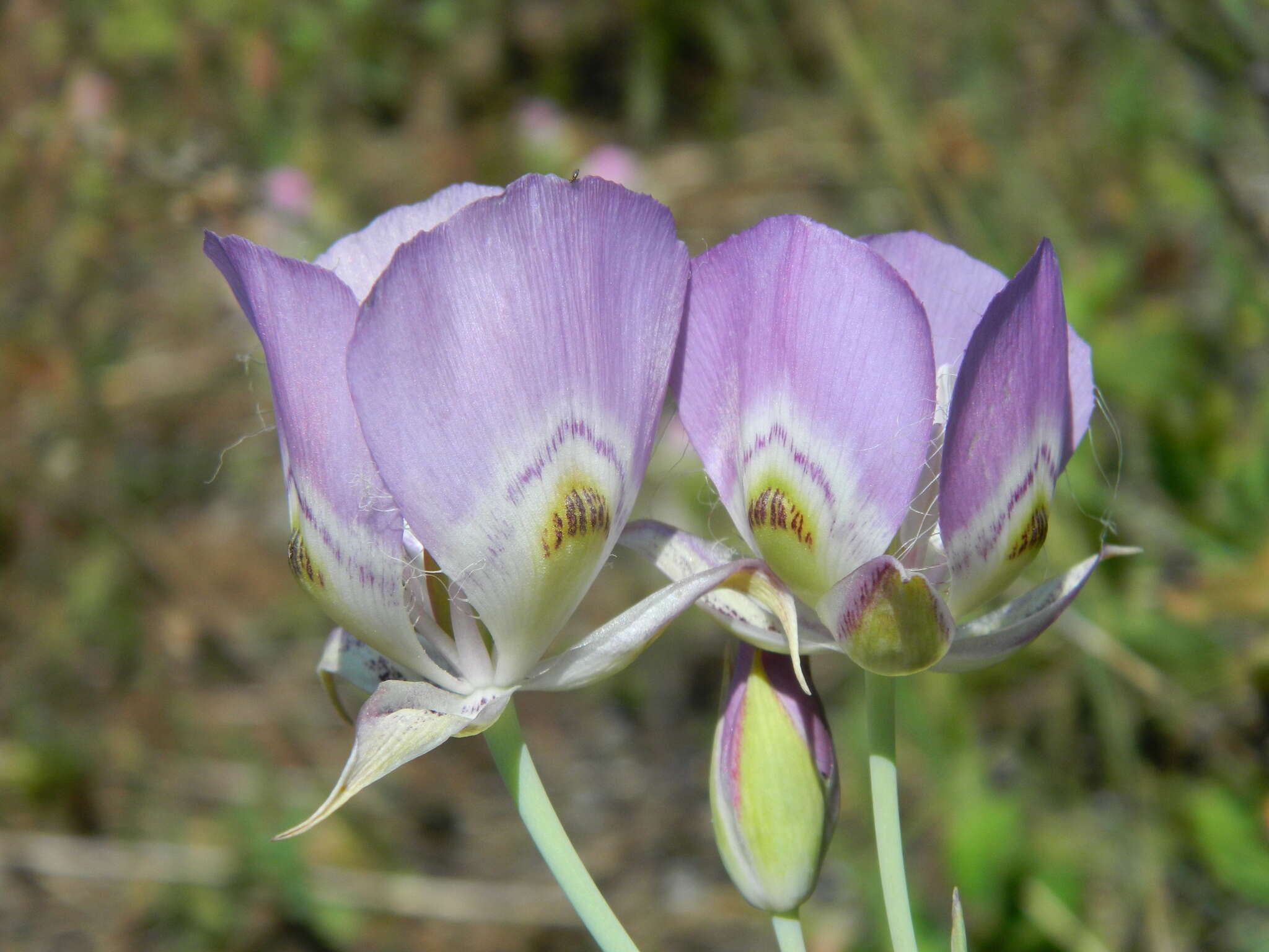 Image of broad-fruit mariposa-lily