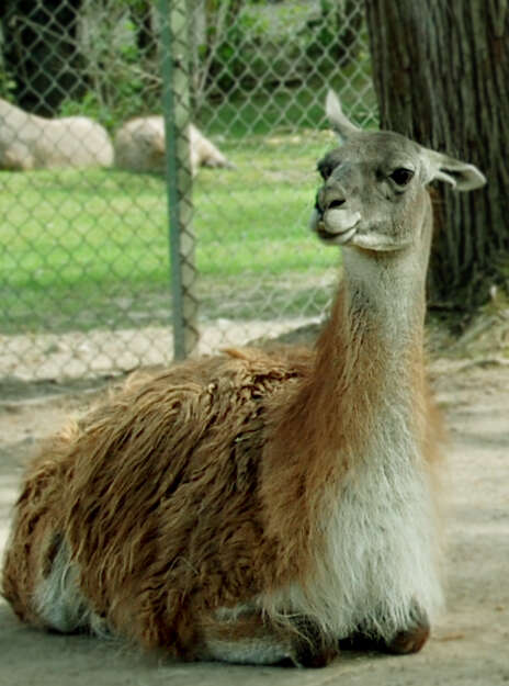 Image of llama