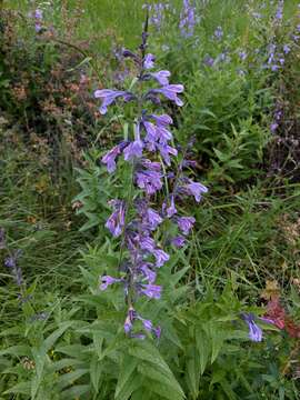 Image of Nepeta sibirica L.