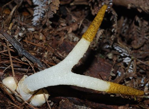 Image of <i>Mutinus borneensis</i> Ces. 1879