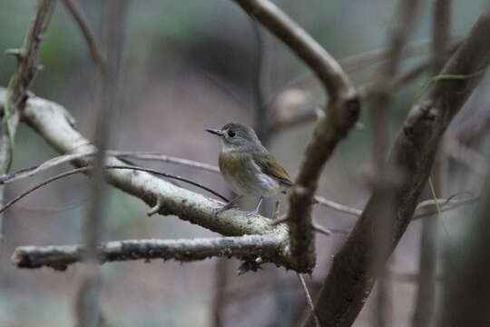 Image of Fulvous-chested Jungle Flycatcher