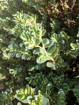 Image of Euphorbia mesembryanthemifolia Jacq.